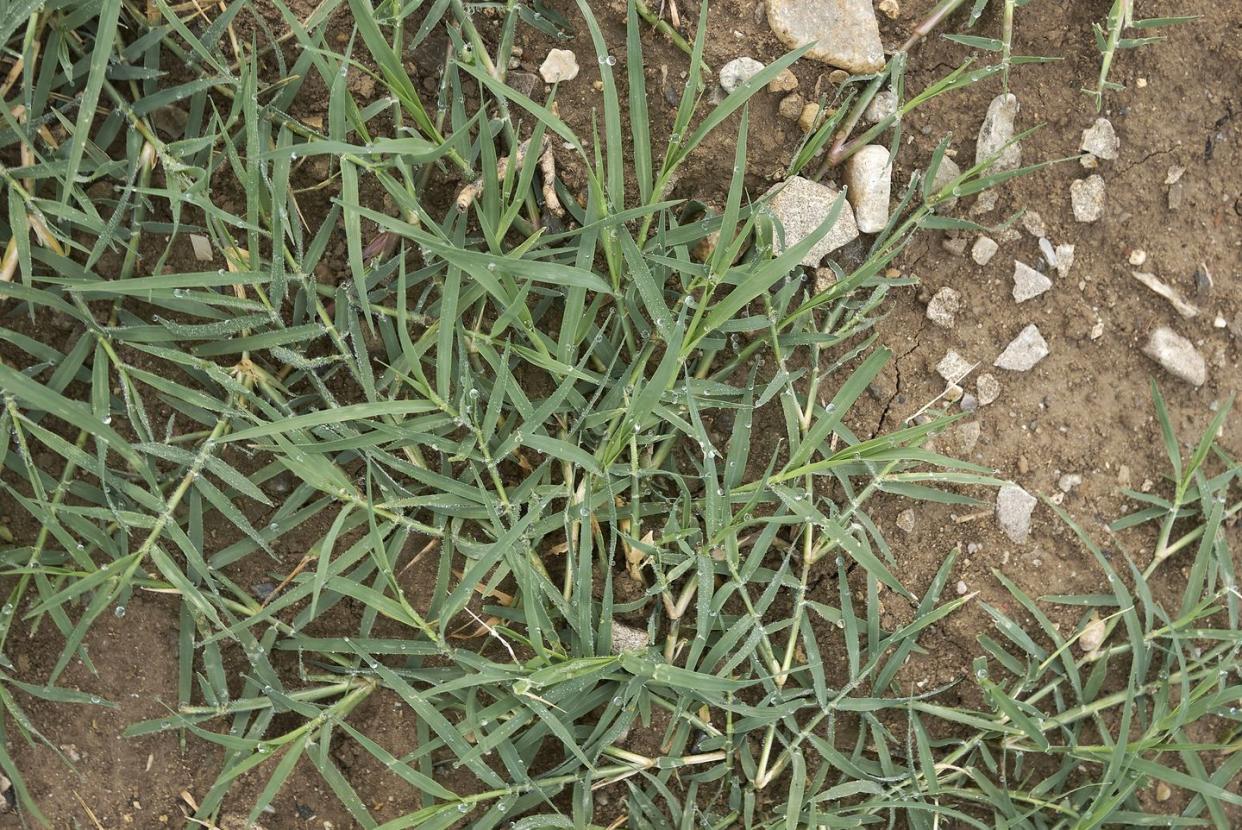 types of weeds bermuda grass