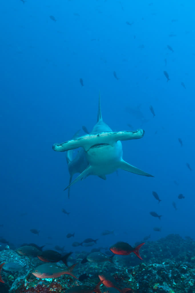 A hammerhead shark swims underwater near the sea floor, surrounded by other fish