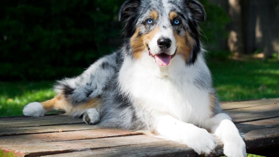 australian shepherd dog portrait on picnic table