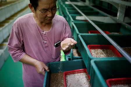 Kim Jong-hee, a edible insects farm owner, checks edible mealworms in Hwaseong, South Korea, August 10, 2016. Picture taken August 10, 2016. REUTERS/Kim Hong-Ji