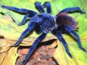 <b>Sazima's tarantula</b><br><br> Not only is this iridescent blue tarantula breathtakingly beautiful, it is the first new animal species from Brazil to have ever made it to the annual top 10. The survival of this striking, iridescent blue hairy spider from South America, is at risk due to loss of habitat and over-collecting for the pet trade. Pterinopeima sazimai inhabits tabletop mountains in a remote part of eastern Brazil. Photo credit: Rogerio Bertani/ Instituto Butantan