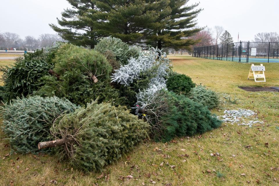A pile of Christmas trees sits at a designated tree recycling.