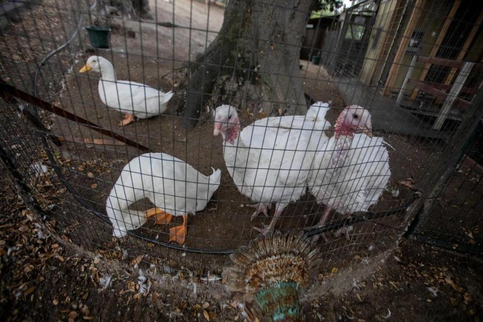 The duck pen holds several rescued ducks and turkeys at Lilly’s Animal Sanctuary in Arroyo Grande. The organization is partnering with Leaders for Ethics, Animals and the Planet to host local students interested in animal welfare.