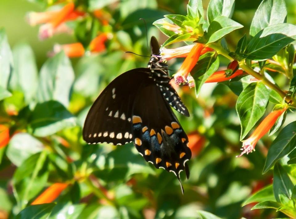 This Spicebush Swallowtail is one of several butterflies species that seem to relish the Vermillionaire cuphea nectar.