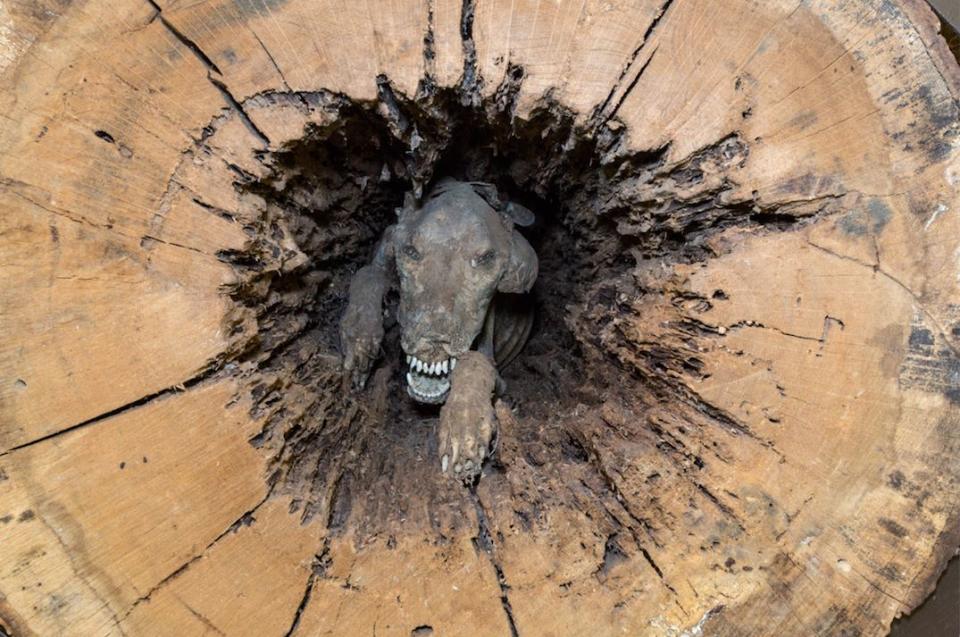 The Southern Forest World museum in Waycross, Georgia, is the proud home of Stuckie the mummified dog. A logging contractor found the 4-year-old hound stuck in a stump in 1980. No one knows how Stuckie got stuck, but experts think he has been stuck since 1960.