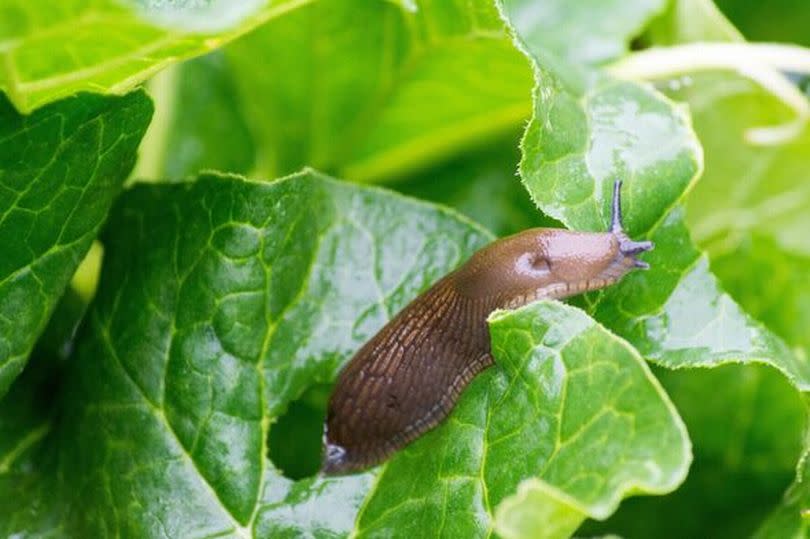 A slug on a leaf