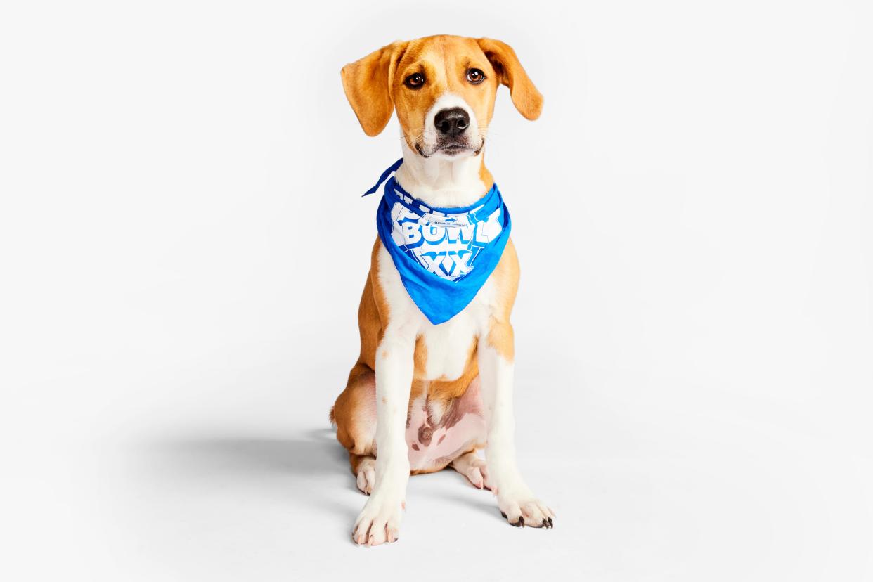 Patrick Mabones will participate in Team Fluff during Puppy Bowl XX, which will air on Feb. 11.