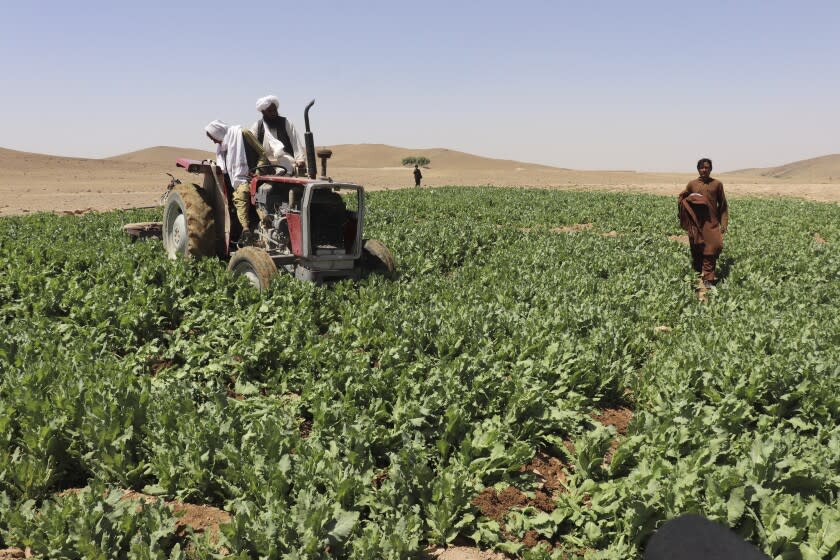 Taliban eradicate a poppy field in Washir, district of Helmand province, Afghanistan, Sunday, May 29, 2022. Afghanistan's Taliban rulers have begun a campaign to eradicate poppy cultivation, aiming to wipe out the country's massive production of opium and heroin, even as farmers fear their livelihoods will be ruined at a time of growing poverty.(AP Photo/Abdul Khaliq)