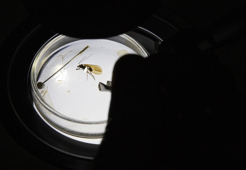 Halil Ibrahimi, 44, associate professor at the faculty of natural sciences at Pristina university, inspects an insect named Potamophylax coronavirus, inside a lab in Pristina on Friday, April 16, 2021. Restrictions during the coronavirus pandemic helped Kosovar biologist Ibrahimi sit down and complete his research, naming a new insect after the virus and raised public awareness against pollution of river basins. (AP Photo/Visar Kryeziu)