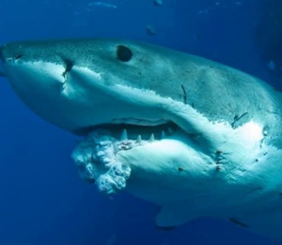 A tumor on the lower jaw of a great white shark, near the Neptune Islands, South Australia. It's the first documented tumor in this species.