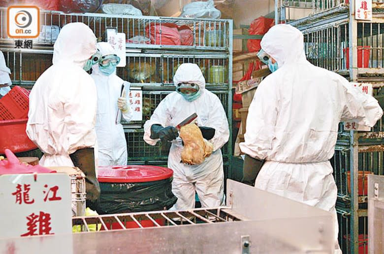 禽流感：本港經歷多次H5N1禽流感。