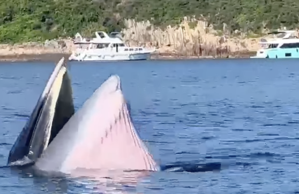 白沙灣遊艇會表示，昨日（13日）在糧船灣對開水域發現一條鯨魚。   (互聯網短片畫面）