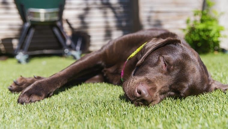 3 Dogs Poisoned by Neighbors