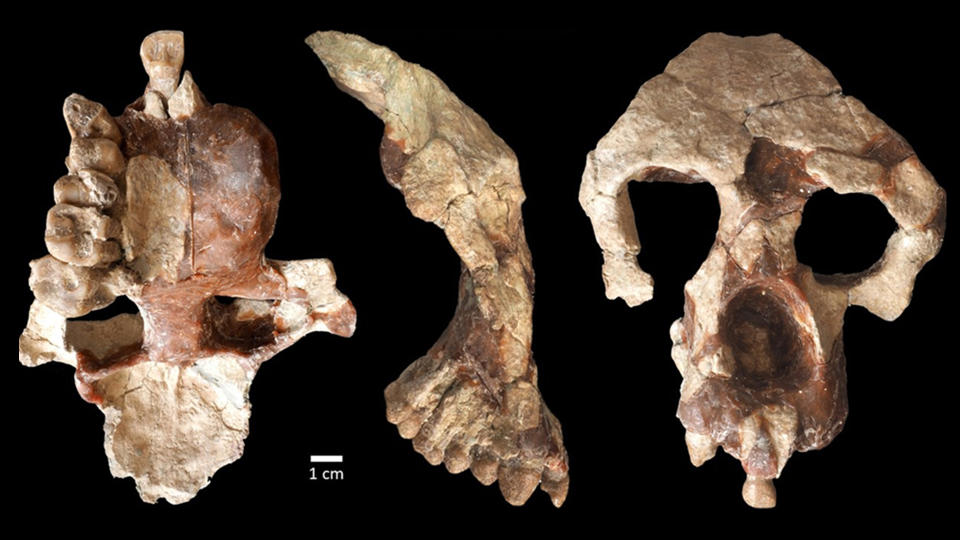 We see different angles of a skull against a black background.