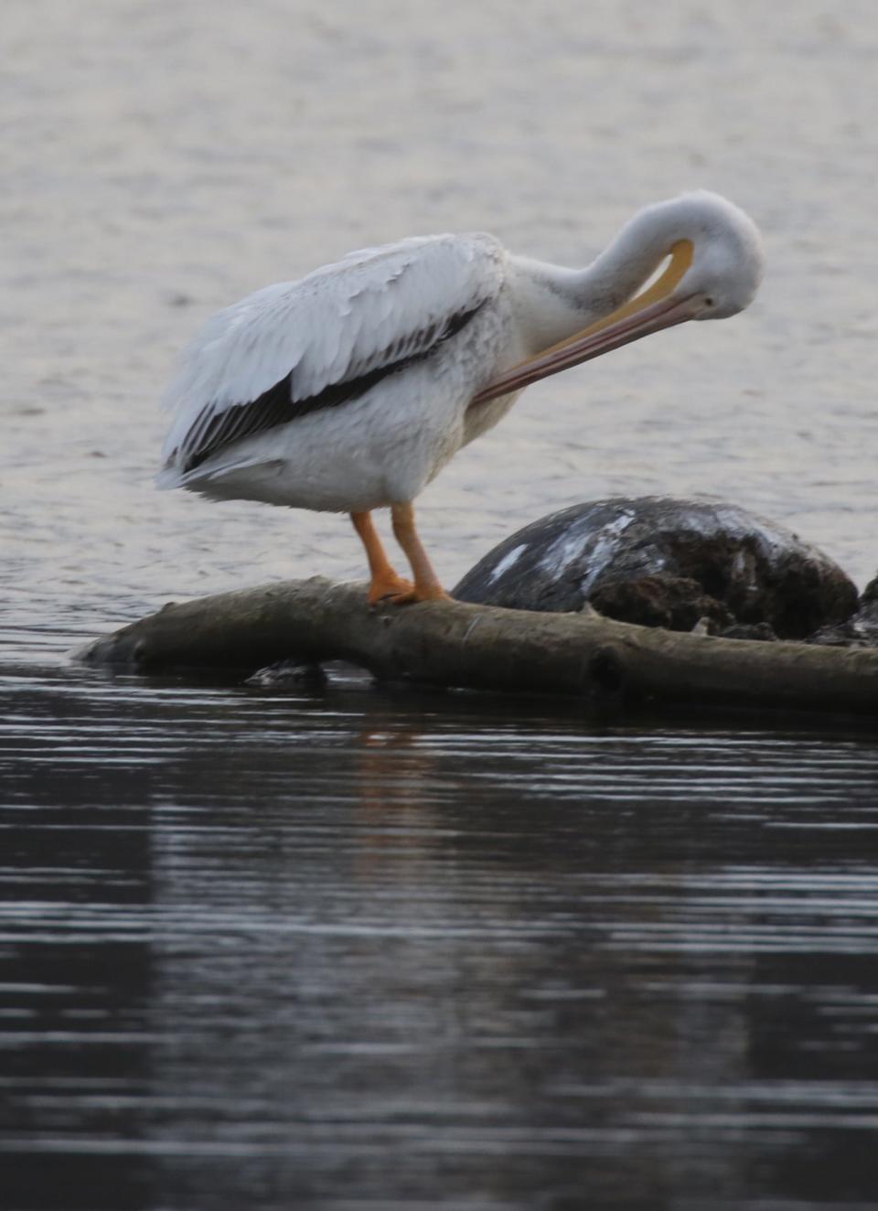 The  American White Pelican are mostly silent.  They can grunt or croak on nesting grounds.