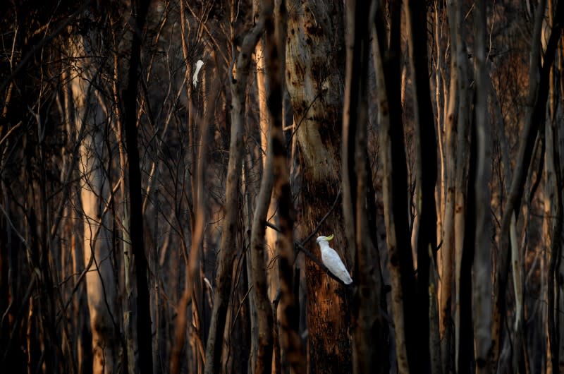 Bushfires in Kosciuszko National Park, in New South Wales