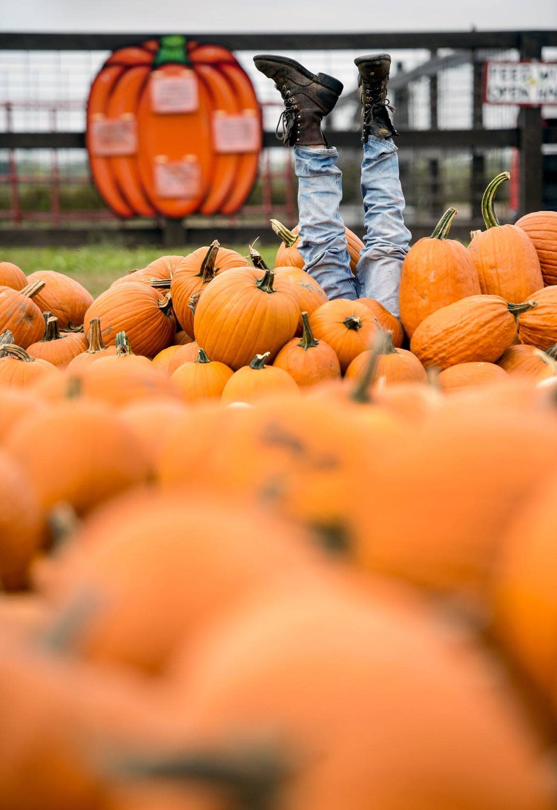 Pumpkins can be found — not always with mannequin legs — at operations throughout the area, including Carolyn’s Country Cousins Pumpkin Patch in Liberty.