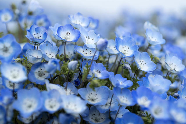 置身漫天飛舞的Baby Blue花海，日本五大賞粉蝶花勝地！