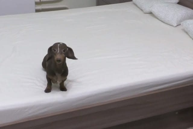 Puppy totally loses it after being allowed to play on bed