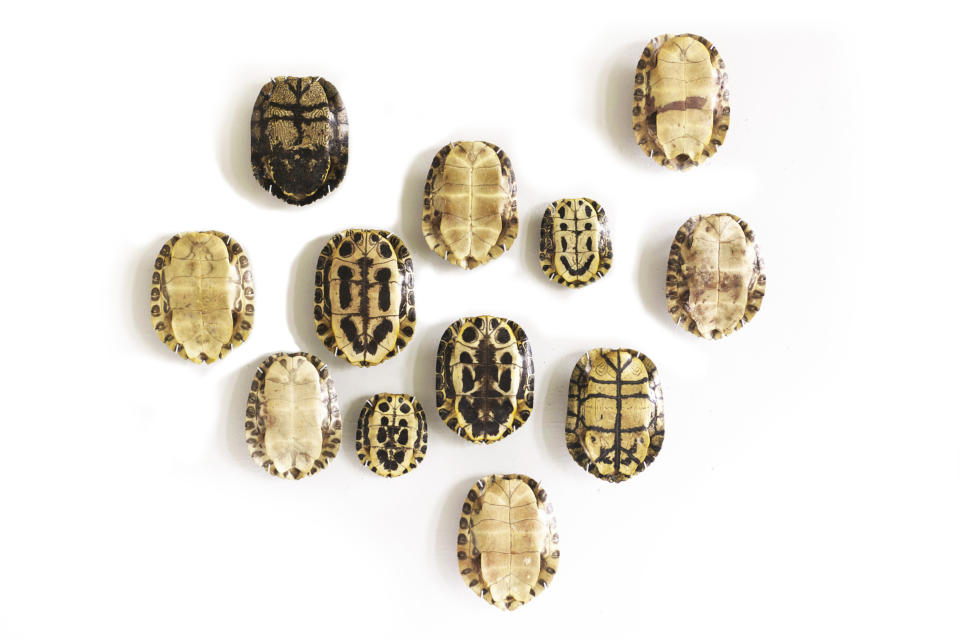 In this undated publicity photo provided by ILevel Inc., tortoise shells are shown as wall art. New York designer David Kassel’s team have sourced collections of vintage plates, exotic tortoise shells and vintage medicine bottles that may be purchased from his ILevel studio (www.ILevel.biz) as the basis for a salon wall. Objets d’art, photos of travels and family, or items that reflect family member’s personal passions are all good subject matter for a salon wall that includes framed and/or shelved items. (AP Photo/ILevel Inc.)