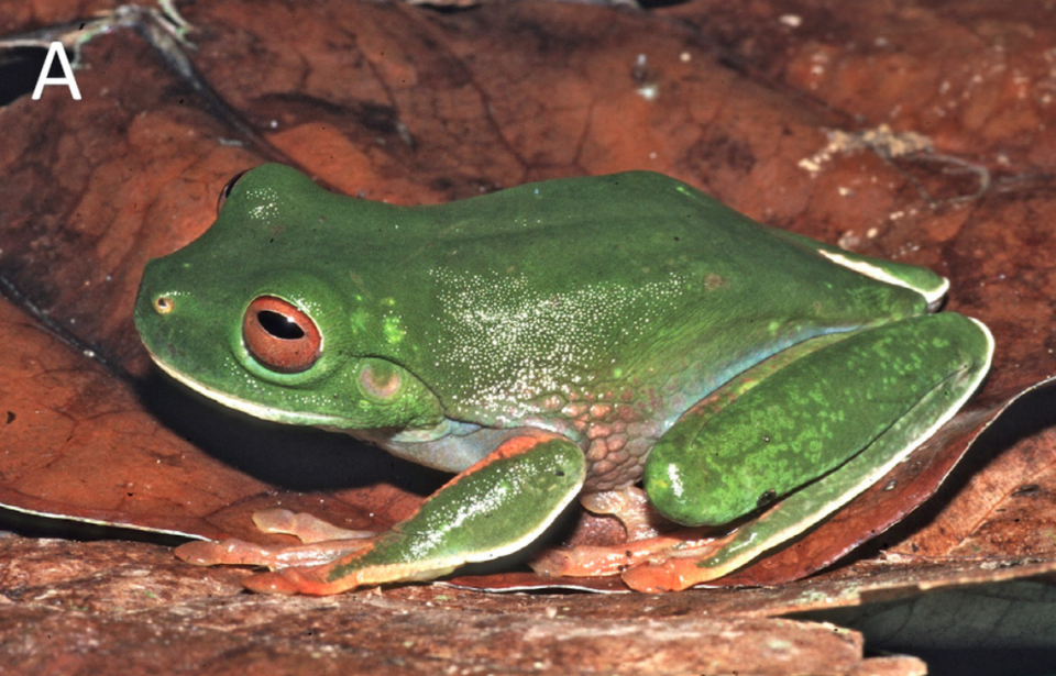 An Azure-thighed treeforg sitting on a leaf.