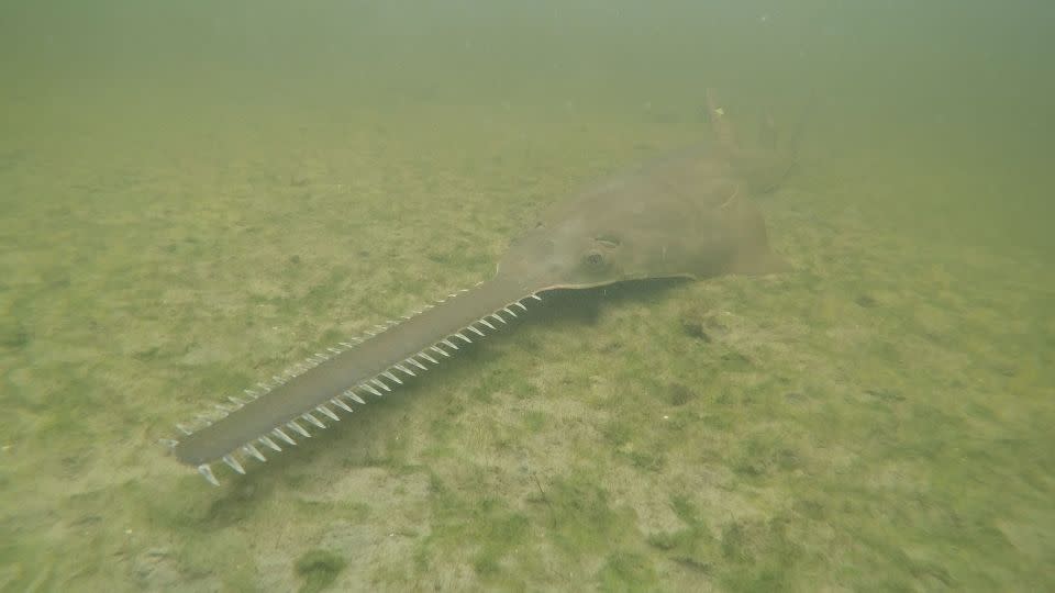 The endangered smalltooth sawfish, marine creatures virtually unchanged for millions of years, are exhibiting erratic spinning behavior and dying in unusual numbers in Florida waters. - NOAA/Handout/AP