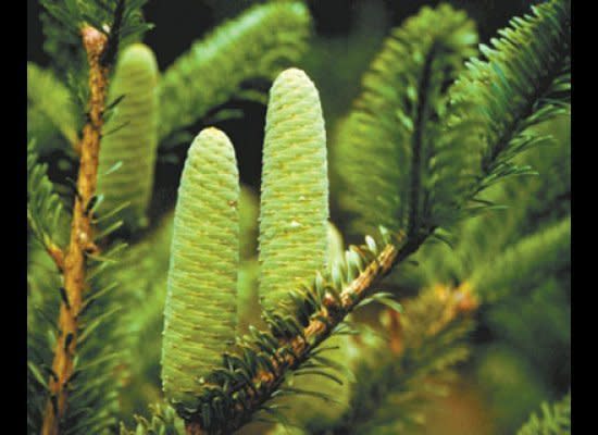 <strong>Scientific Name:</strong> <em>Abies beshanzuensis</em>  <strong>Common Name: </strong>Baishan Fir  <strong>Category:</strong> Conifer  <strong>Population: </strong>5 mature individuals  <strong>Threats To Survival:</strong> Agricultural expansion and fire