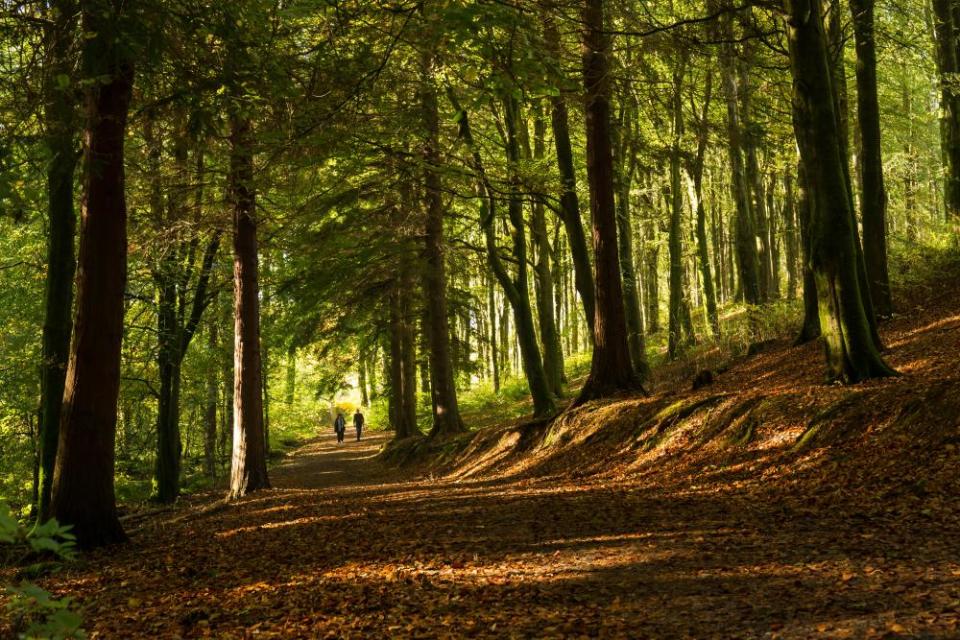 Portglenone Forest, County Antrim,