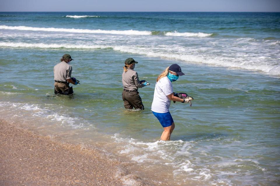 Staff with NASA, the National Park Service, Herndon Solutions Group, the center’s environmental services contractor, and others released Kemp’s ridley sea turtles into the Atlantic Ocean at the Canaveral National Seashore near Kennedy Space Center on Friday.