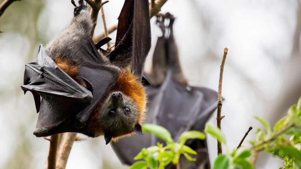 Migrating bats act as pollinators for more than 500 flowering plant species, the report says. - Scott Gibbons/Moment RF/Getty Images