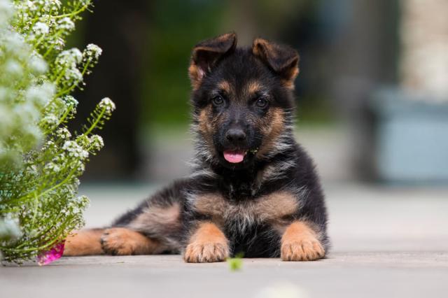 german shepherd puppy wallpaper