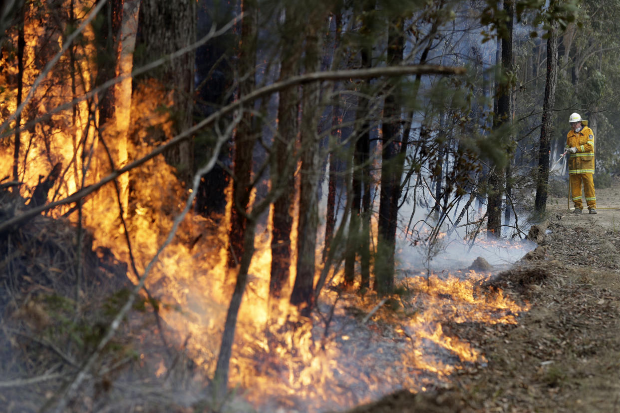 A firefighter manages a controlled burn near Tomerong, Australia, Wednesday, Jan. 8, 2020, set in an effort to contain a larger fire nearby. Around 2,300 firefighters in New South Wales state were making the most of relatively benign conditions by frantically consolidating containment lines around more than 110 blazes and patrolling for lightning strikes, state Rural Fire Service Commissioner Shane Fitzsimmons said. (AP Photo/Rick Rycroft)