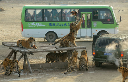 FILE PHOTO: Visitors watch from a bus as Siberian tigers try to catch a chicken at the Siberian Tiger Park in Harbin, Heilongjiang province, China December 27, 2011. REUTERS/Sheng Li/File Photo