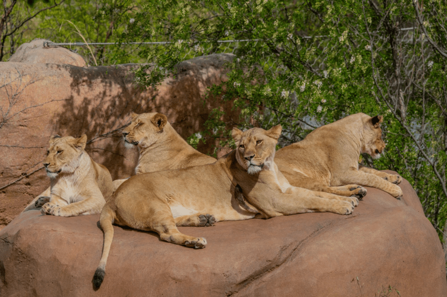 Dunia with her older daughters.