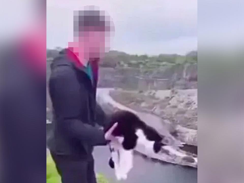 Cat is seen being hurled into water hundreds of ft below. (Twitter)