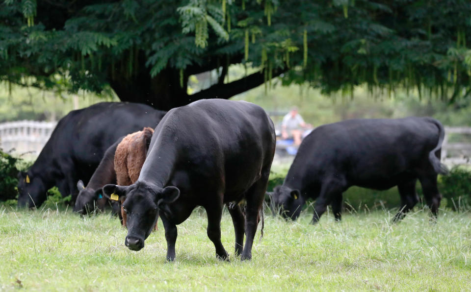 Cows graze at the Rooksnest estate near Lambourn, England, Tuesday, Aug. 6, 2019. The manor is the domain of Theresa Sackler, widow of one of Purdue Pharma’s founders and, until 2018, a member of the company’s board of directors. A complex web of companies and trusts are controlled by the family, and an examination reveals links between far-flung holdings, far removed from the opioid manufacturer’s headquarters in Stamford, Conn. (AP Photo/Frank Augstein)