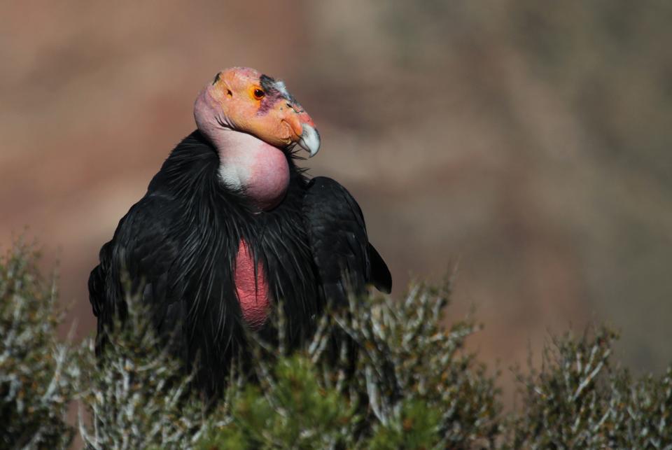 California condor with colorful pink, red, orange, and yellow skin and stark black feathers