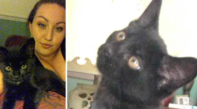 Cat Owner Heartbroken After Beloved Kitten Beheaded With Sharp Implement