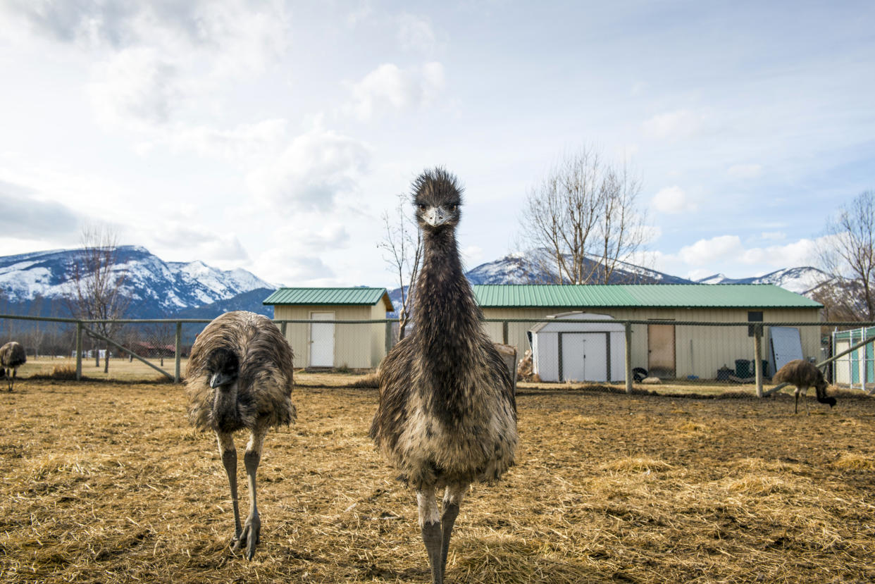 Emús en Hamilton, Montana (Tony Demin/The New York Times)