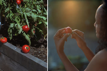 On the left, two tomatoes on a garden rail, right, the photographer's mother holding a tomato