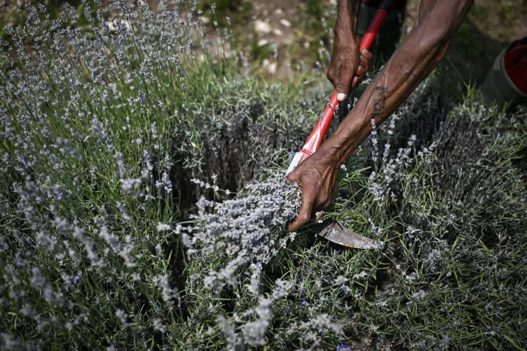 A man picks lavender near the village of Zelenikovo in central Bulgaria on July 12, 2023 (Nikolay DOYCHINOV)