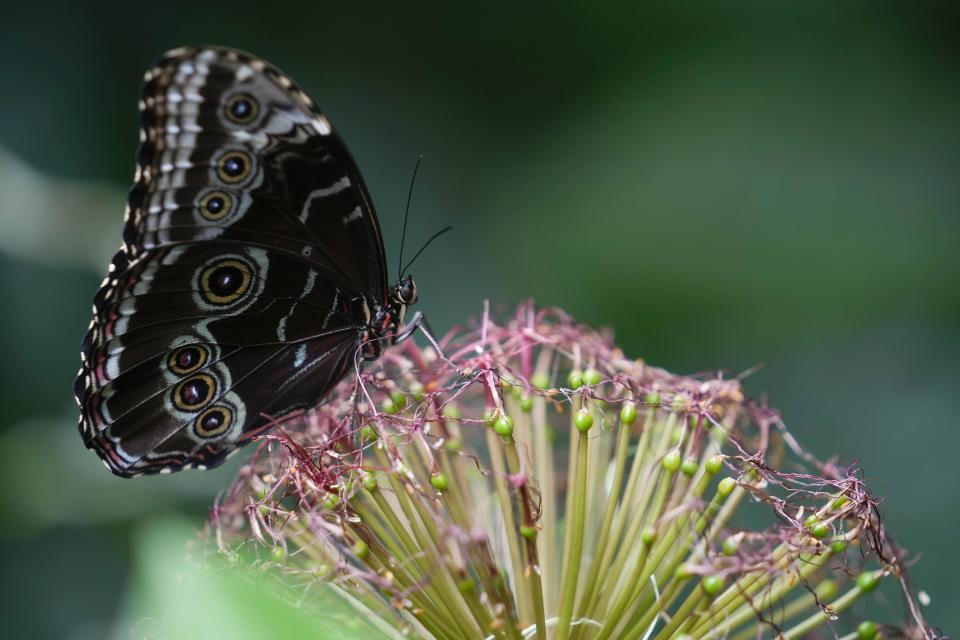 A Morpho Helenor butterfly stands on a Scadoxus flower at the greenhouse of the Museo delle Scienze (MUSE), a science museum in Trento, Italy, Monday, May 6, 2024. The Butterfly Forest was created to bring public awareness on some of the research that MUSE is doing in Udzungwa Mountains to study and protect the world’s biodiversity against threats such as deforestation and climate change. (AP Photo/Luca Bruno)