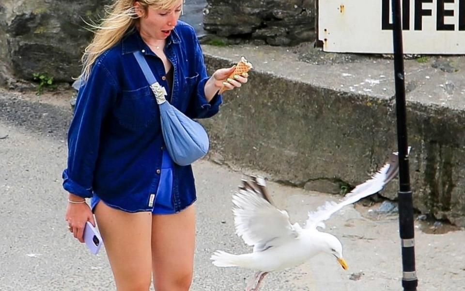 Tourists in Cornwall have been prey for seagulls