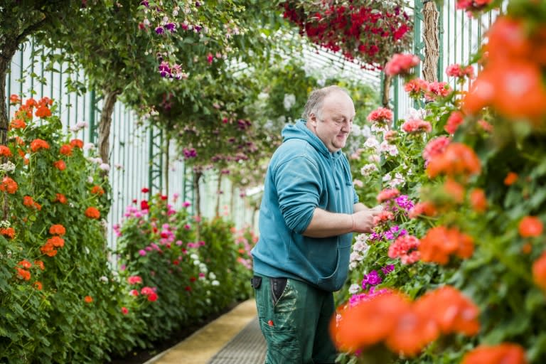 A gardener tends to flowers in the Royal Greenhouses of Laeken, on April 14, 2017, in Brussels, ahead of the site's opening to the public for three weeks