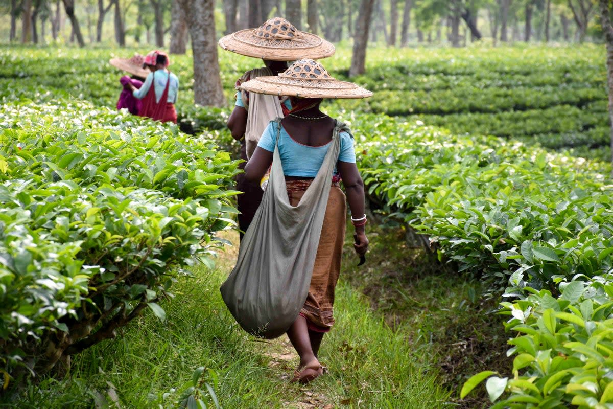 A tea plantation in India photographed in 2019.  (AFP via Getty Images)