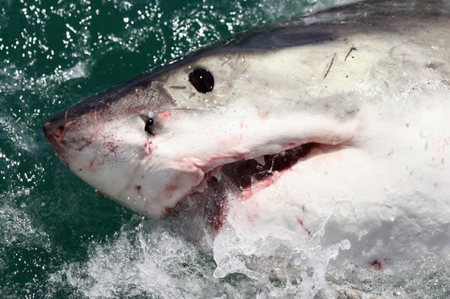 Ben Fogle in search for great white sharks in Britain