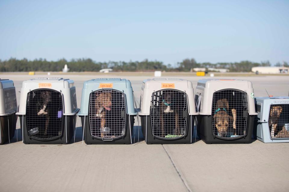 The Humane Society of Naples and Bissell Pet Foundation prepare rescued animals to be airlifted from Hurricane Ian to be relocated to other areas of the United States of America in Naples, Fl. Wednesday October 5th 2022.  Erik Kellar Photography