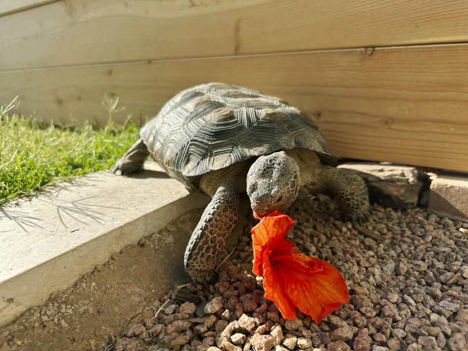 Dotty the desert tortoise chows down on a hibiscus flower in Scottsdale, Ariz., on May 12, 2023. The surprising warmth of these ancient cold-blooded creatures has made them popular pets for families with pet dander allergies and for retirees. (AP Photo/Alina Hartounian)