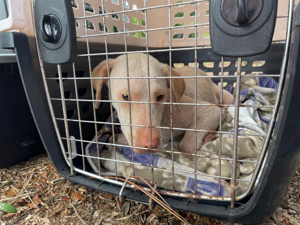 Santa Rosa County Animal Services works with a local homeowner to trap as many under-socialized dogs as possible to receive a health check, spay and neuter and updated shots.