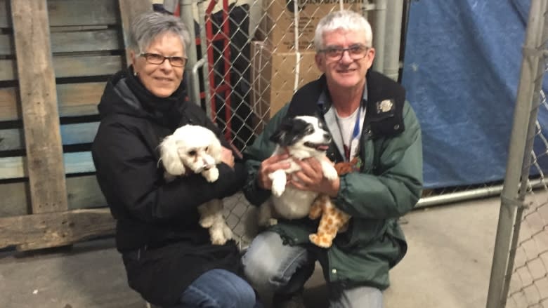 Owners ecstatic after 'kidnapped' dogs from Quebec found near Happy Valley-Goose Bay